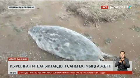Каспий жағасынан 1 айда 2 мыңға жуық өлі итбалық табылған