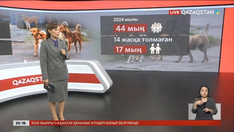 Бұралқы иттерге эвтаназия салынуы мүмкін