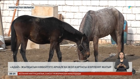 Маңғыстауда «Адай» жылқысын көбейту үшін жол картасы әзірленуде