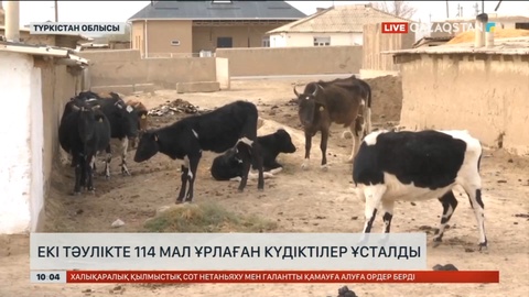 Түркістан облысында екі күнде 114 мал ұрлаған күдіктілер ұсталды