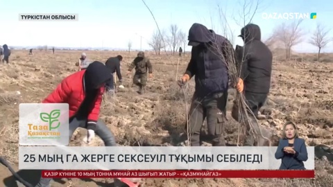 Түркістан облысында 25 мың гектар жерге сексеуіл тұқымы себіледі