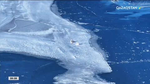 Ақтөбе облысында жаралы аққу құтқарылды