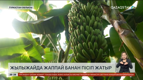 Түркістан облысындағы жылыжайда жаппай банан пісіп жатыр