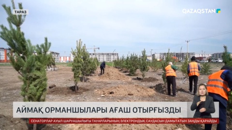 Жамбылдық орманшылар ағаш отырғызды
