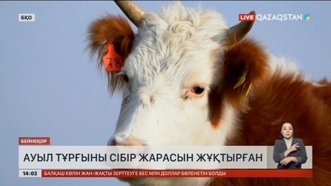 БҚО-да ауыл тұрғыны сібір жарасын жұқтырды