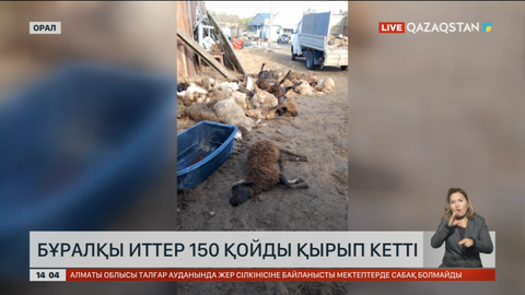 Оралда бұралқы иттер 150-ге жуық қойды қырып кеткен