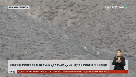 Алматы облысындағы ерекше қорғалатын аумақта қарақұйрықтар көбейіп келеді