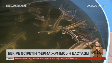 Қостанай облысында бекіре өсіру шаруашылығы дамып келеді