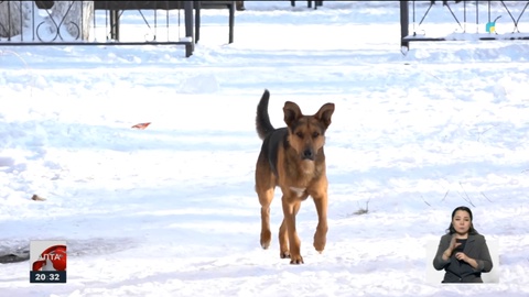 Бұралқы итті атып тастағаннан мәселе шешілмейді