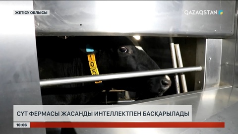 Жетісуда жасанды интеллект көмегімен басқарылатын сүт фермасы жұмыс істеп тұр