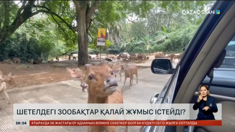 Шетелдегі зообақтар қалай жұмыс істейді?