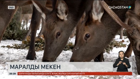 СҚО: Маралды мекендегі қорықшылардың еңбегі