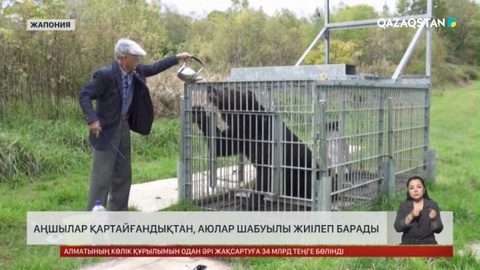 Жапонияда аңшылар қартайғандықтан, аюлар шабуылы жиілеп барады