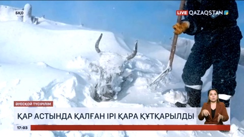 БҚО-да қар астында қалған ірі қара құтқарылды