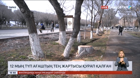 Таразда екі жыл бұрын егілген 12 мың түп ағаштың тең жартысы қурап қалған