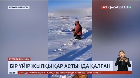 Ақтөбе облысында бір үйір жылқы қар астында қалған