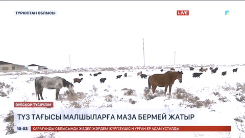 Түркістан облысында түз тағысы малшыларға маза бермей жатыр