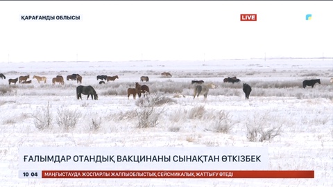 Отандық ғалымдар африкалық сап кеселіне қарсы вакцина ойлап тапты