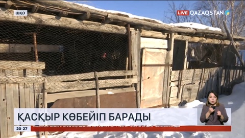 Шығыста қасқыр көбейіп барады