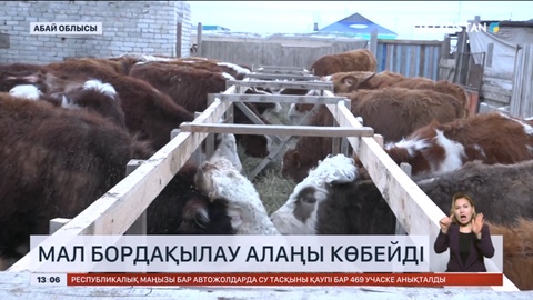 Абай облысында мал бордақылау алаңдары көбейді