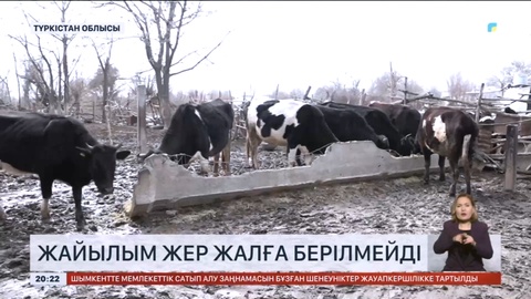 Түркістан облысында тұрғындар малды көршілес аудандарға апарып бағуға мәжбүр