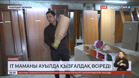 Павлодар облысындағы ауылда IT маман қызғалдақ өсіреді