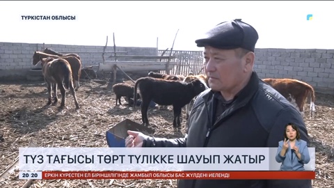 Түркістанда түз тағысы төрт түлікке шауып жатыр