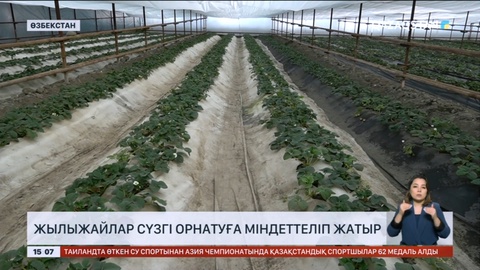 Өзбекстанда жылыжайлар сүзгі орнатуға міндеттеліп жатыр