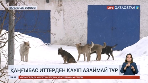 Қарағанды облысында қаңғыбас иттерден қауіп азаймай тұр