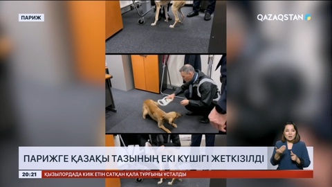 Парижге қазақы тазының екі күшігі жеткізілді