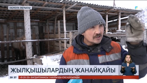 Ақмола облысында жылқылар арам өліп жатыр