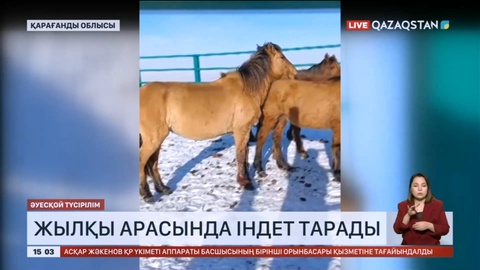 Қарағанды облысында жылқы арасында індет тарады