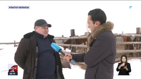 Ұлытау облысында жылқыға тиген жұт тыйылмай тұр