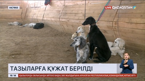 Ақтөбеде тазыларға құжат берілді