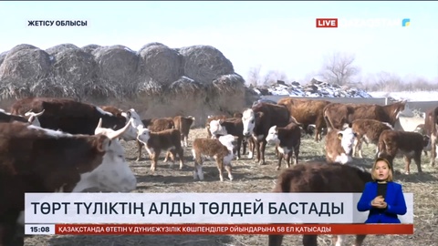 Жетісу облысында төрт түліктің алды төлдей бастады