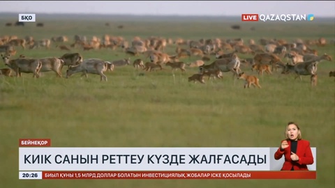 Батыс Қазақстанда киік санын реттеу күзде жалғасады