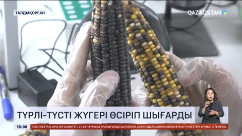 Талдықорғандық студент түрлі-түсті жүгері өсіріп шығарды