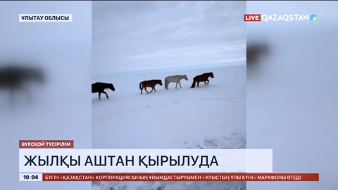 Ұлытау облысында жылқы аштан қырылуда