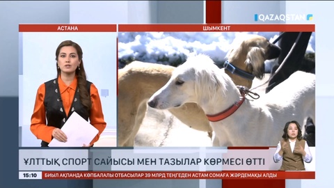 Шымкентте ұлттық спорт сайысы мен тазылар көрмесі өтті