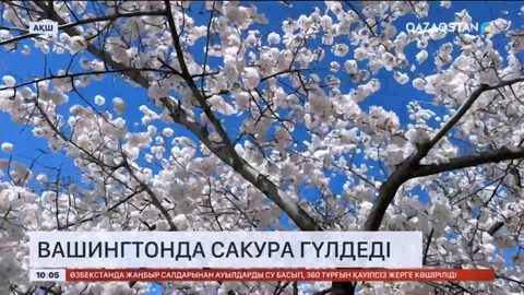 Вашингтонда сакура гүлдеді