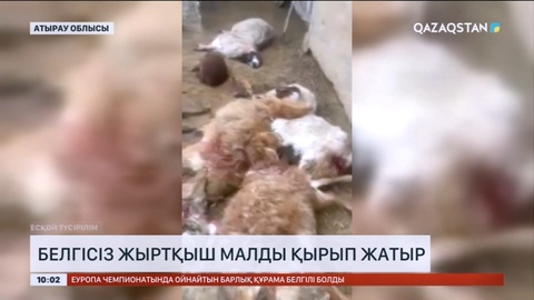 Атырау облысында белгісіз жыртқыш тұрғындардың малын қырып жатыр
