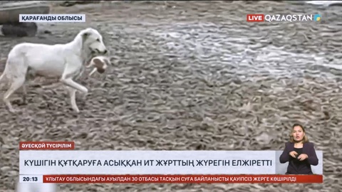 Су тасқыны зардабы: Күшігін құтқаруға асыққан ит жұрттың жүрегін елжіретті