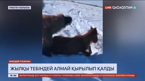 Ұлытау облысында жылқылар тебіндей алмай қырылып қалды