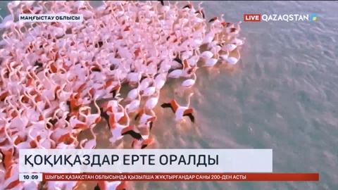 Биыл Маңғыстауға қоқиқаздар ерте оралды