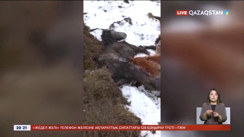 Аймақтарда тебіндей алмай жылқы қырылып жатыр