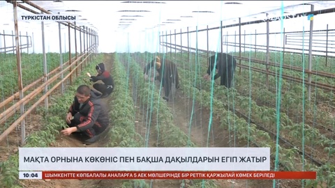 Түркістандық шаруалар мақта орнына көкөніс пен бақша дақылдарын егіп жатыр
