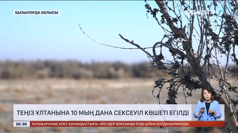 Қызылорда облысындағы Үлкен Арал теңізінің құрғаған ұлтанына 10 мың дана сексеуіл егілді