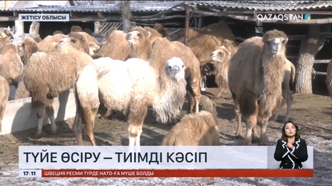 Жетісу облысында түйе өсіруді қолға алған шаруалар көбейіп келеді