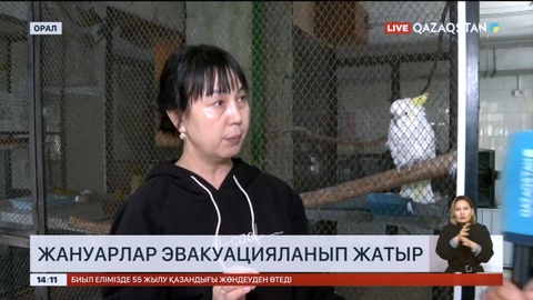 Оралда жануарлар эвакуацияланып жатыр