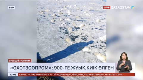 «Охотзоопром»: БҚО-да 900-ге жуық киік өлген